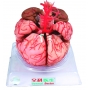 Model mózgu wraz z tętnicami HUG/A18220