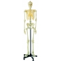 Model szkieletu człowieka HUG/A11101