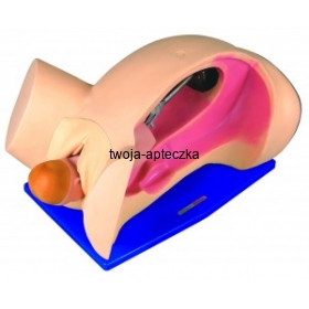 Model - mechaniczna symulacja porodu HUG/F6