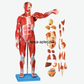 Model - umięśnienie mężczyzny oraz narządy wewnętrzne HUG/A11301