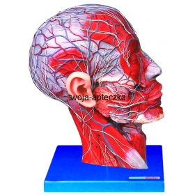 Model prezentujący przekrój głowy z widocznym unaczynieniem HUG/A18210
