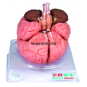 Model mózgu człowieka HUG/A18201