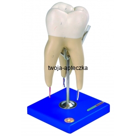 Modele zębów HUG/B10004 - 5 sztuk