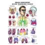 Plansza edukacyjna - układ oddechowy człowieka PL16