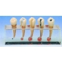 Model chorób endodontycznych HUG/B10015/2