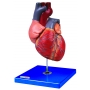 Model mięśnia sercowego HUG/A16007
