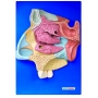 Model anatomiczny - przekrój jamy nosowej HUG/A13002