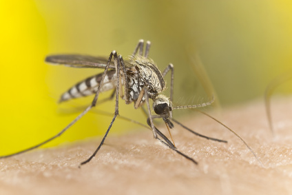 ukąszenia komarów