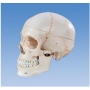 Model czaszki z ponumerowanymi częściami A2002